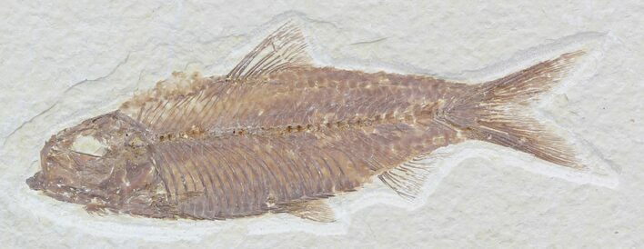 Knightia Fossil Fish - Wyoming #32835